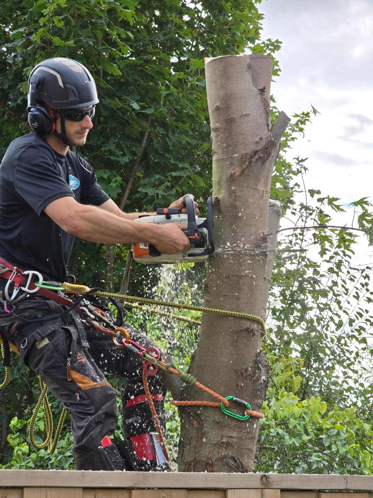 Customized tree care plan for your property